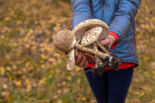 Mushrooms umbrellas in hands. Selective focus. nature.