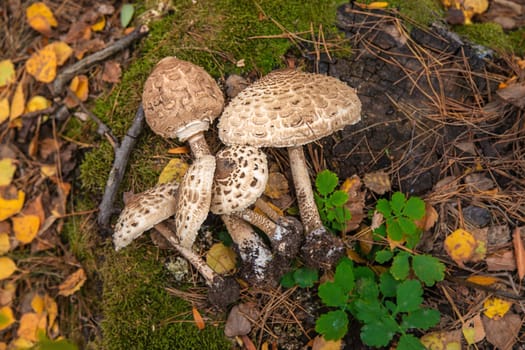 Umbrella mushrooms in the forest. Selective focus. nature.