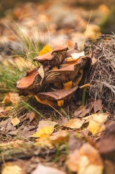 Bad mushrooms in the forest. Selective focus. nature.