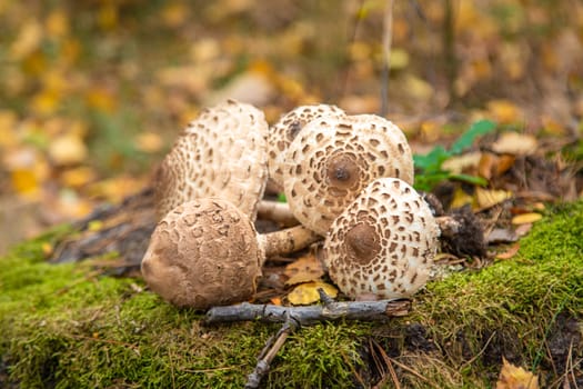 Umbrella mushrooms in the forest. Selective focus. nature.