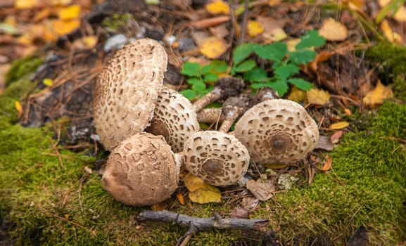 Umbrella mushrooms in the forest. Selective focus. nature.