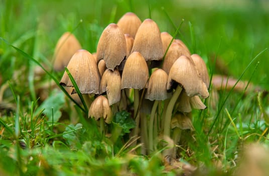 Bad mushrooms in the forest. Selective focus. nature.