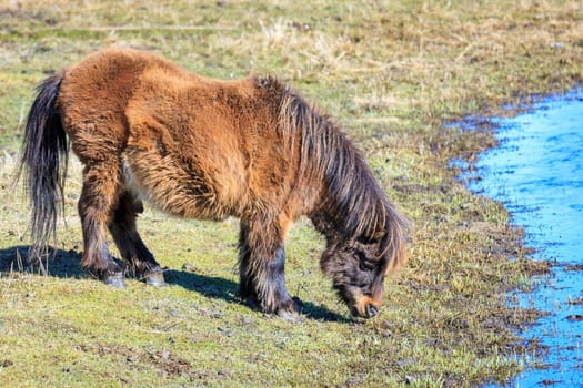 A miniature horse grazes on grass by the stream near Harrison, Idaho.