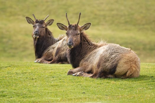 Two elk with small horns lay in the grass near Warrenton, Oregon.