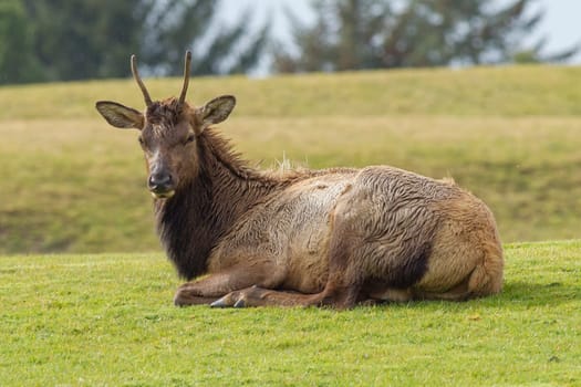 An elk with small antlers lays in the grass near Warrenton, Oregon.