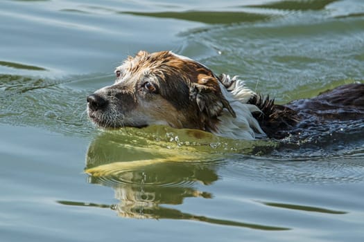 An old dog swims in the water of Fernan Lake in Idaho.
