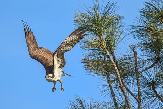 An osprey (pandion haliaetus) takes flight from a branch by Fernan Lake in north Idaho.