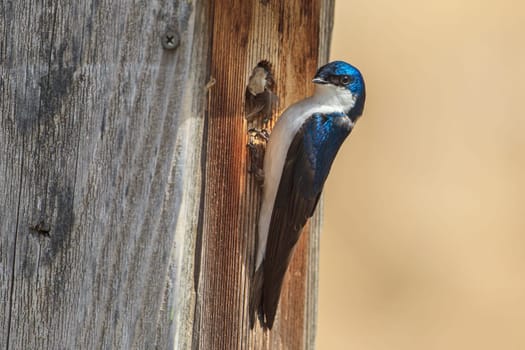 A cute little tree swallow (Tachycineta bicolor) perches on the side of a little bird house at Cougar Bay preserve in Coeur d'Alene, Idaho.