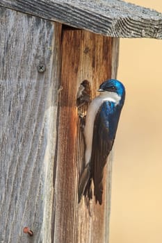 A cute little tree swallow (Tachycineta bicolor) perches on the side of a little bird house at Cougar Bay preserve in Coeur d'Alene, Idaho.