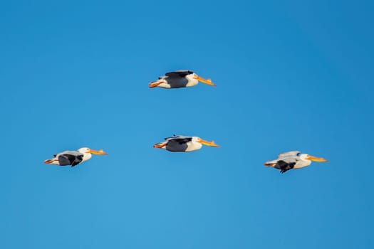American white pelicans soaring in the sky above Scooteny Reservoir near Othello, Washington.