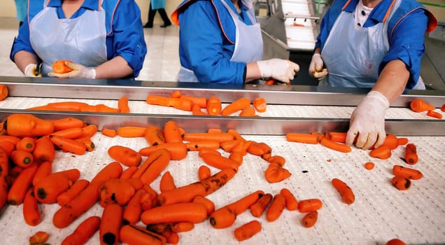 A group of workers carefully sorts orange carrots on a conveyor belt, ensuring quality control in a bustling agricultural processing facility during the day.