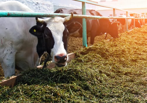 Cows are gathered in a barn, munching on fresh hay and grass while soft sunlight streams in through the open space, creating a peaceful atmosphere.