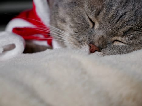 Celebrating Merry Christmas and Happy New Year 2025 at home with a pet. Scottish Straight cat sleeping on bed close-up