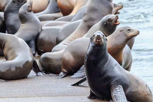 A sea lion on the side of a dock stares at the camera in Astoria, Oregon.