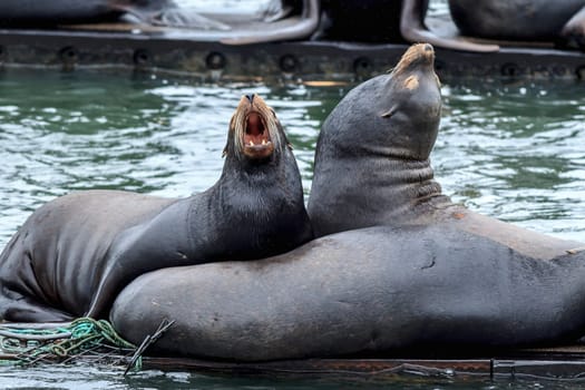 Two sea lions on the dock appear to be barking in Astoria, Oregon.