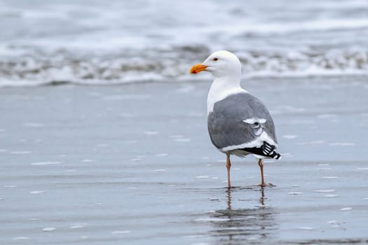 A herring gull stands on Del Ray Beach just north of Seaside, Oregon.