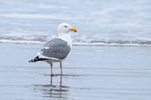 A herring gull stands on Del Ray Beach just north of Seaside, Oregon.