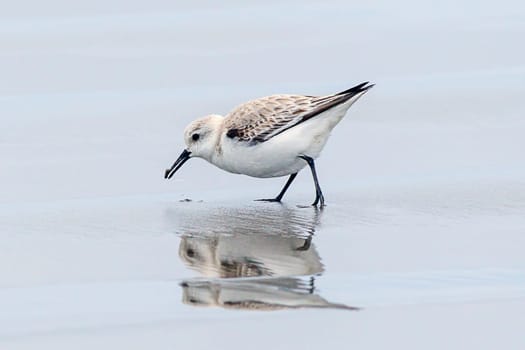 A sanderling on Del Ray beach walking around just north of Seaside, Oregon.