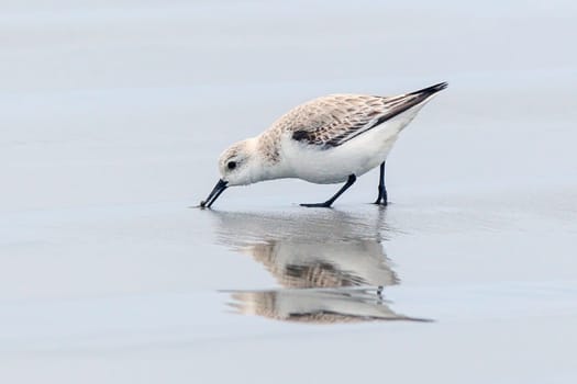 A sanderling on Del Ray beach walking around just north of Seaside, Oregon.