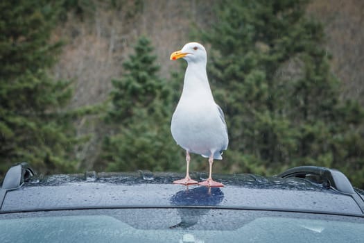 A herring gull stands on the top of a car roof in Oregon.