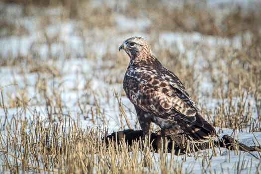 A majestic rough legged hawk on the light snow covered ground near Rathdrum, Idaho.
