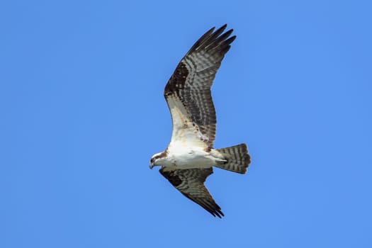 An osprey (pandion haliaetus) flies in the sky in search of food over Fernan Lake in north Idaho.