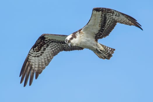 Osprey (pandion haliaetus) soars in the sky above Fernan Lake in north Idaho.
