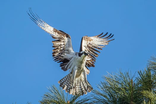 An osprey (pandion haliaetus) with wings spread comes in for a landing on a tree branch at Fernan Lake in Idaho.