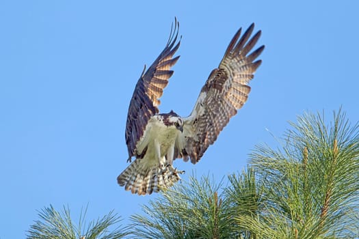An osprey (pandion haliaetus) with wings spread comes in for a landing on a tree branch at Fernan Lake in Idaho.