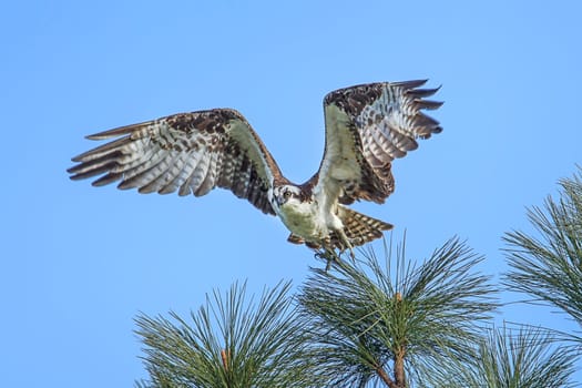 An osprey (pandion haliaetus) takes flight from a branch by Fernan Lake in north Idaho.