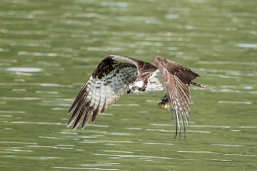 A beautiful osprey (pandion haliaetus) flies off after catching a fish at Fernan Lake in Idaho.