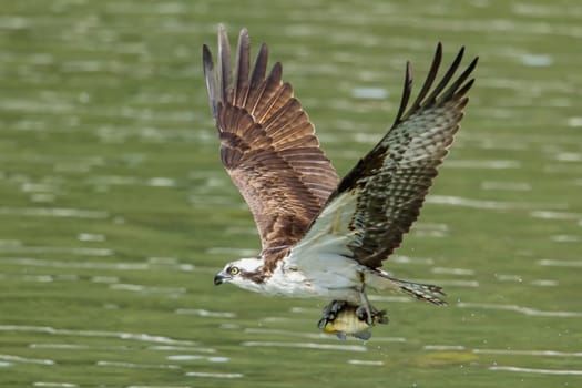 A beautiful osprey (pandion haliaetus) flies off after catching a fish at Fernan Lake in Idaho.