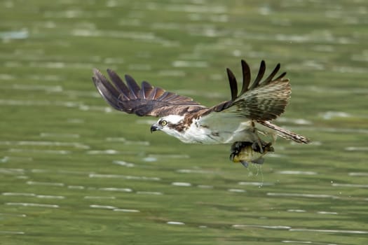 A beautiful osprey (pandion haliaetus) flies off after catching a fish at Fernan Lake in Idaho.