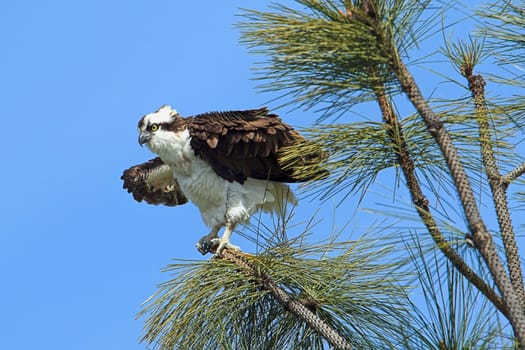 An osprey (pandion haliaetus) flutters its wings on a branch by Fernan Lake in north Idaho.