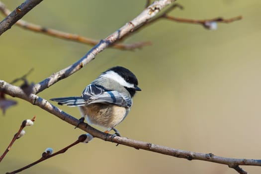 A cute little black capped chickadee is perched in a tree in north Idaho.