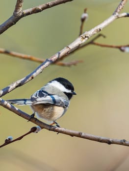 A cute little black capped chickadee is perched in a tree in north Idaho.