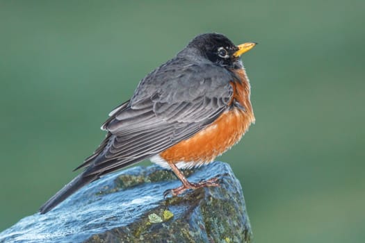 A small cute robin is perched on a rock near Cannon Beach in northwest Oregon.