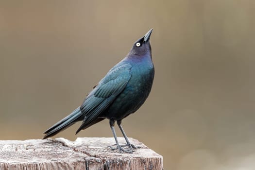 A brewer's blackbird is perched on a post in Hauser, Idaho.