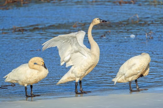 A tundra swan between two other swans is flapping its wings in north Idaho.
