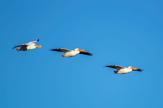 American white pelicans soaring in the sky above Scooteny Reservoir near Othello, Washington.