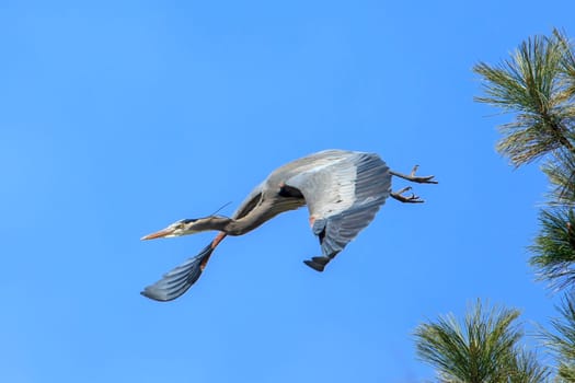 A pretty great blue heron (ardea herodias) flies off from a tree near Fernan Lake in north Idaho.