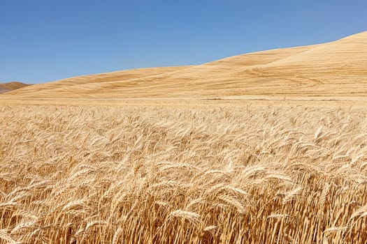 A field of wheat under a bright blue sky near Colfax, Washington.