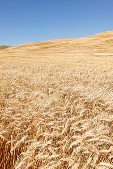 A field of wheat under a bright blue sky near Colfax, Washington.