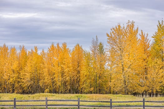 A cluster of trees with yellow leaves in fall at the Kootenai Wildlife Refuge near Bonners Ferry, Idaho.