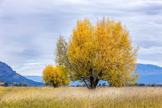 A tree in the foreground and one in the background in Autumn at the Kootenai Wildlife Refuge near Bonners Ferry, Idaho.