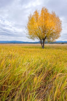 A single tree in the field under a cloudy sky in Autumn at the Kootenai Wildlife Refuge near Bonners Ferry, Idaho.