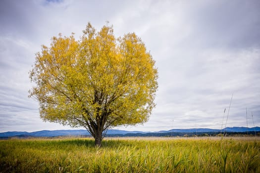 A single tree in the field under a cloudy sky in Autumn at the Kootenai Wildlife Refuge near Bonners Ferry, Idaho.