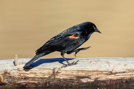 A red-winged blackbird (agelaius phoeniceus} walks on a log at Fernan Lake in north Idaho.