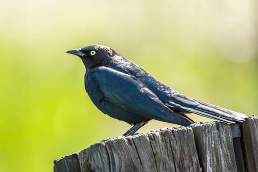 A bark black Brewer's Blackbird (euphagus cyanocephalus) is perched on a post in north Idaho.