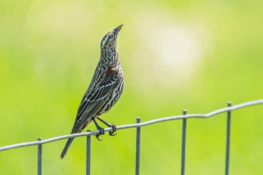 A female red winged blackbird (agelaius phoeniceus) is perched on a fence by Hauser Lake, Idaho.